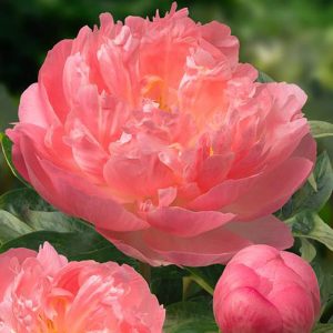bijunu-sodinukai-pink-hawaiin-coral