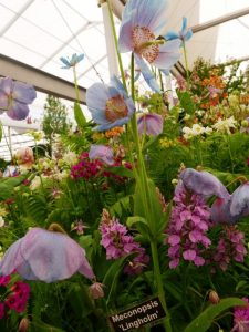 sodybų-apželdinimas